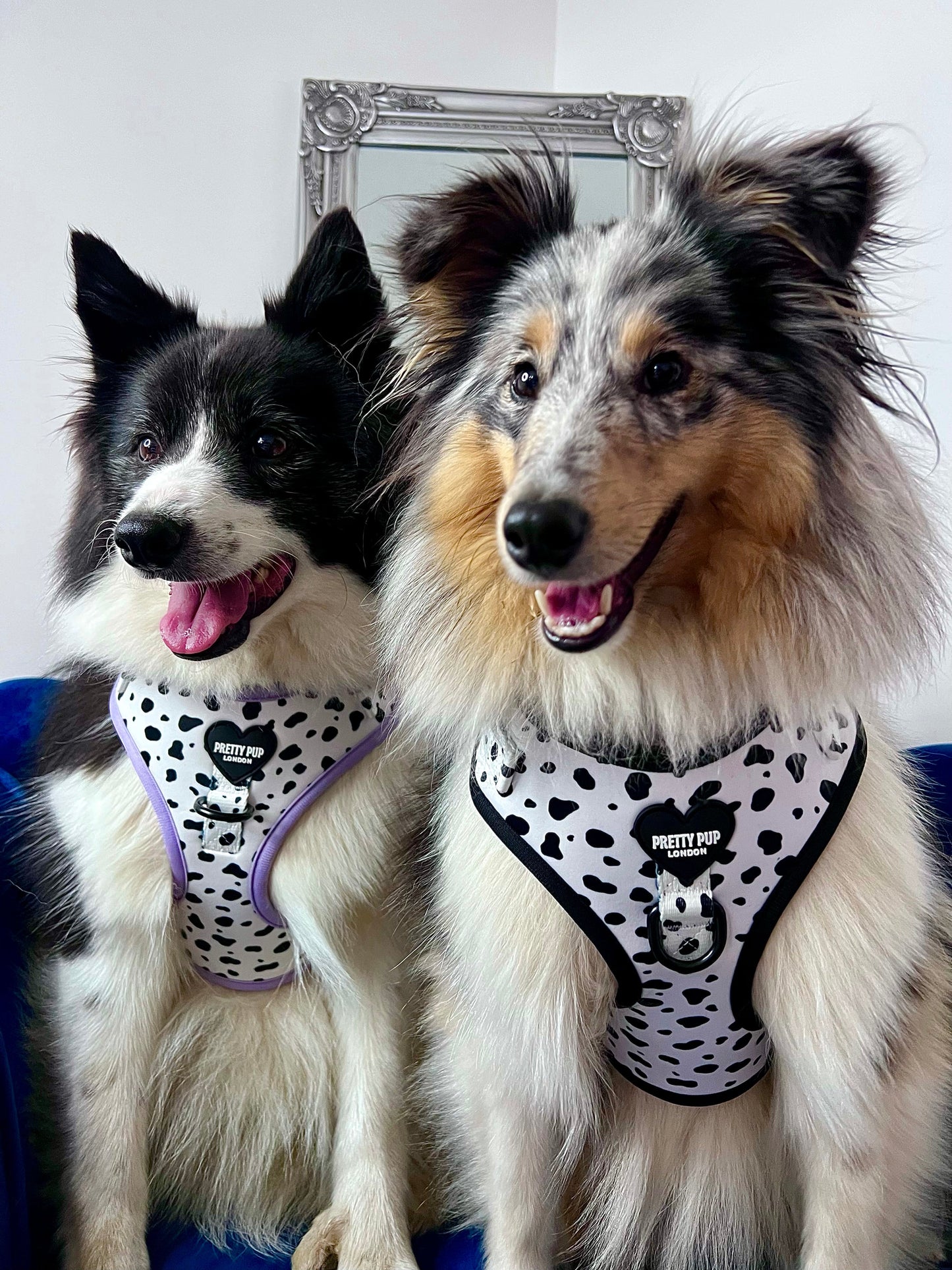 sheltie and border collie dogs wearing dalmatian print dog harnesses