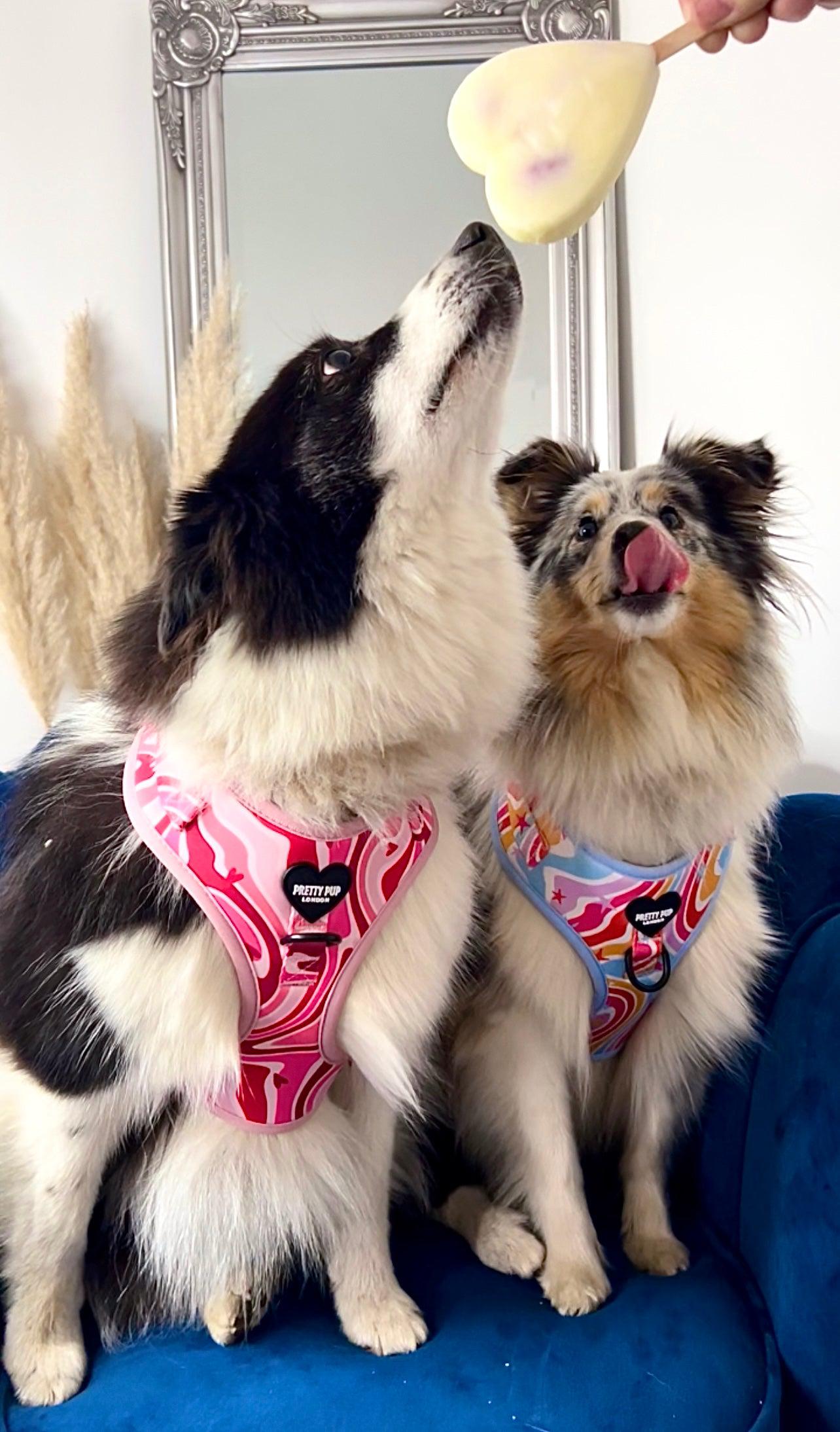 border collie dog wearing a pink adjustable dog harness sat next to a sheltie dog wearing a rainbow adjustable dog harness