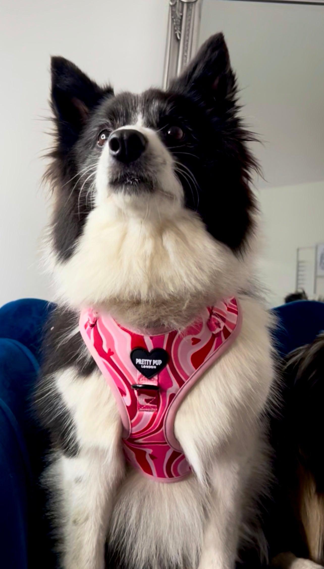 border collie dog wearing a pastel pink adjustable dog harness