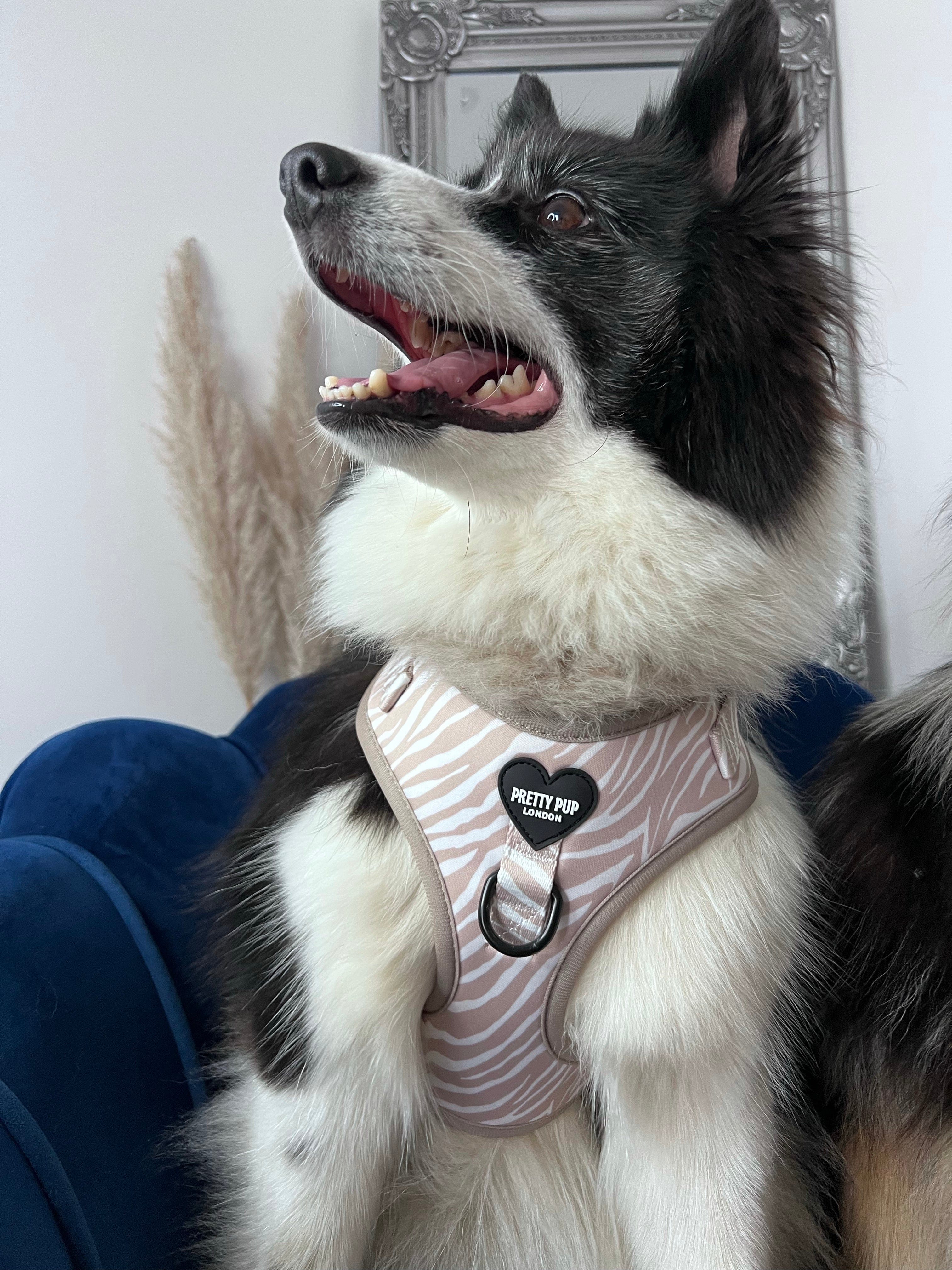 Pretty dog shop harness