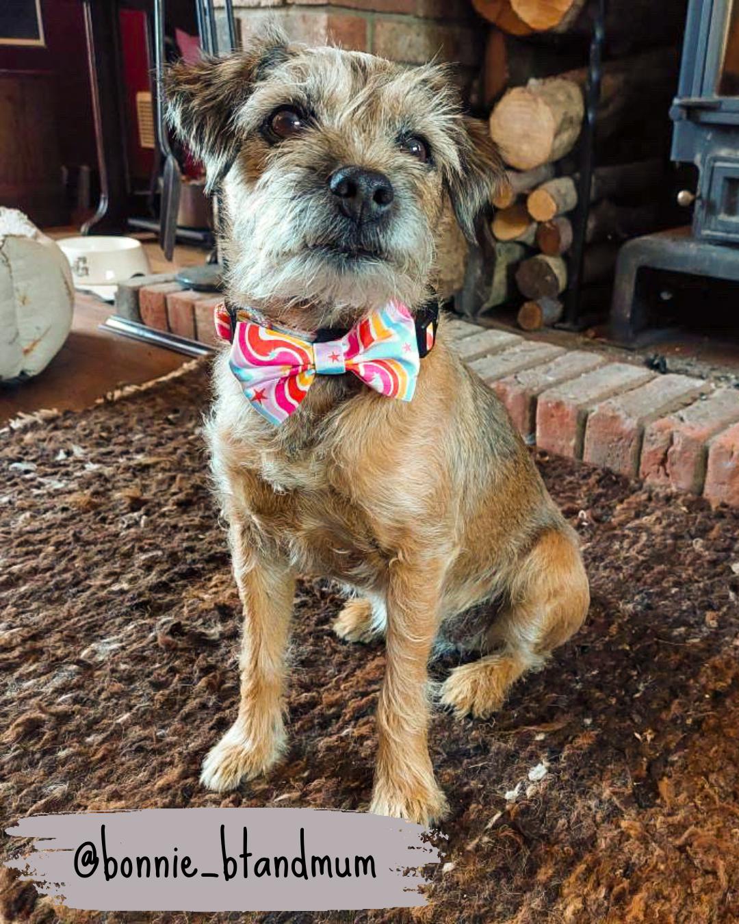 rainbow dog bow tie collar being worn by a border terrier dog