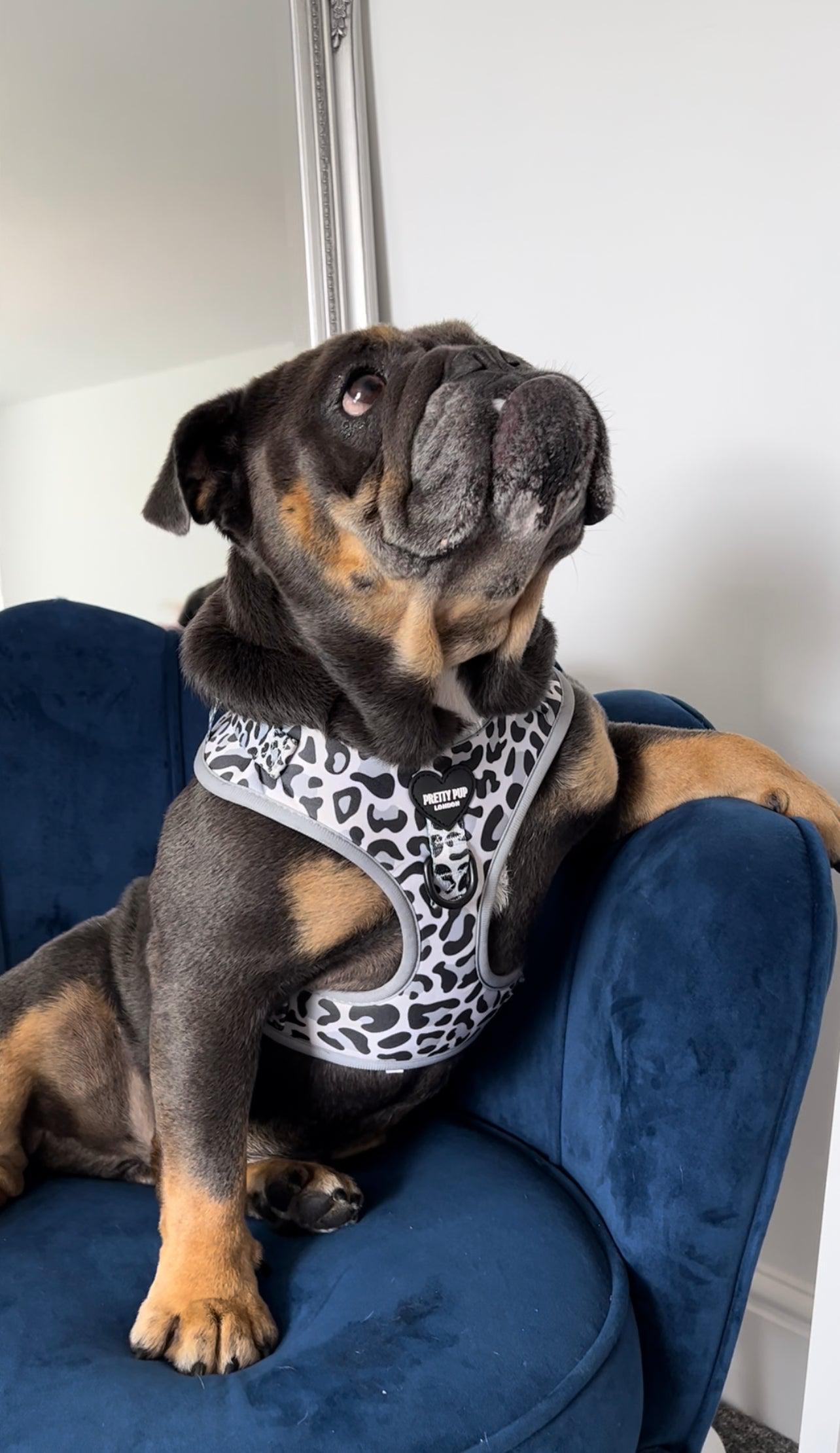 english bulldog posing whilst wearing a leopard print adjustable dog harness