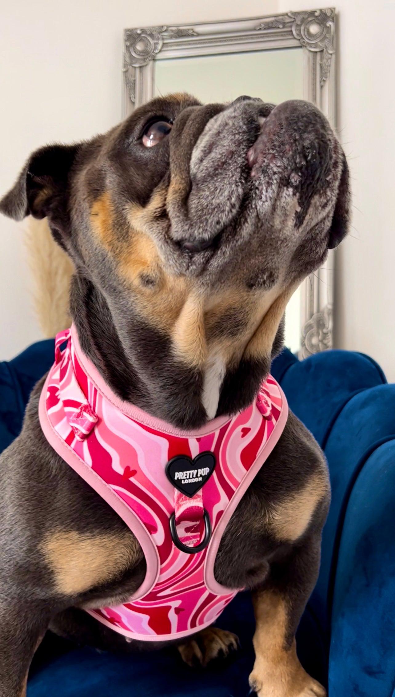 english bulldog wearing a light pink adjustable dog harness