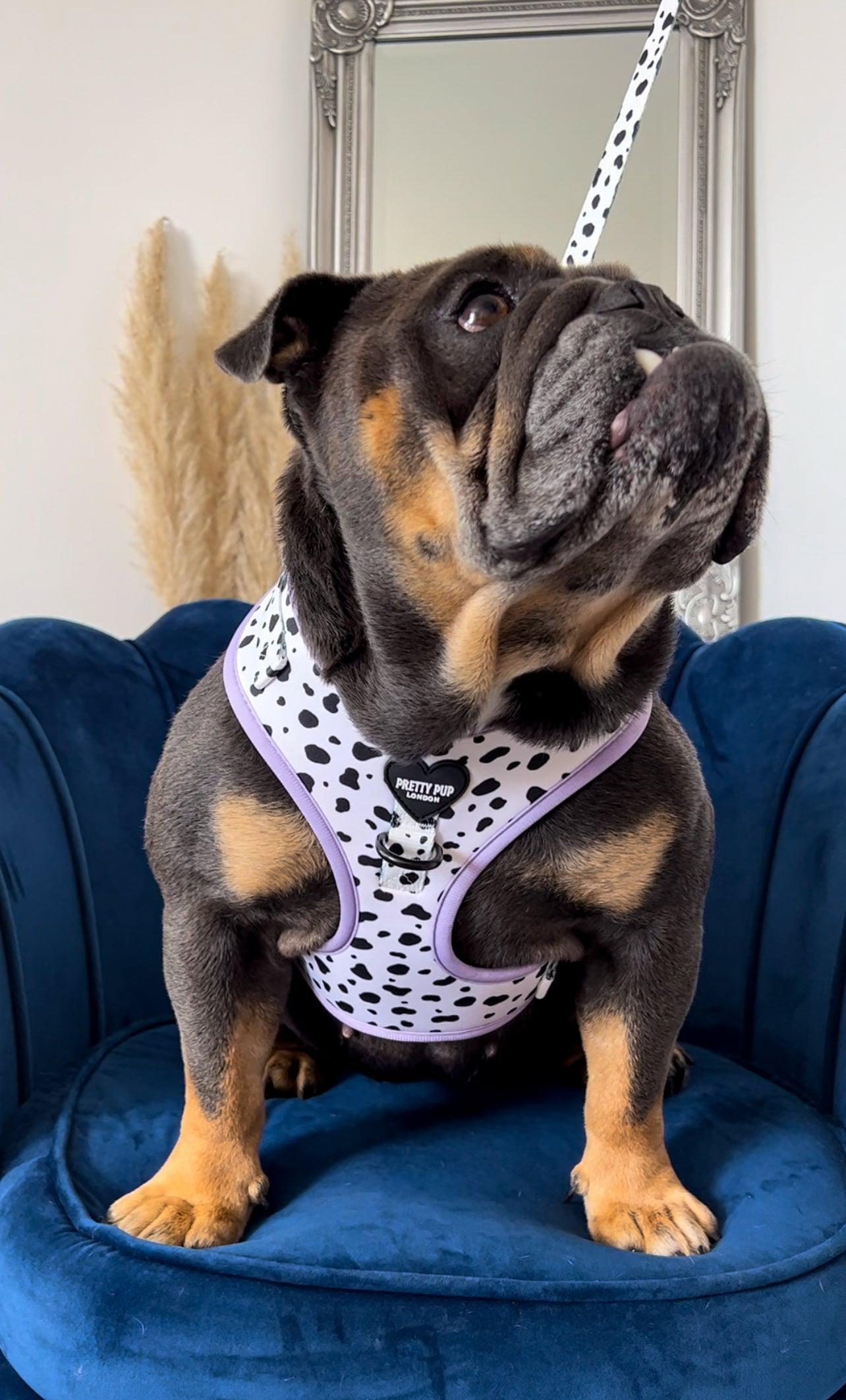 english bulldog wearing purple dalmatian print dog lead