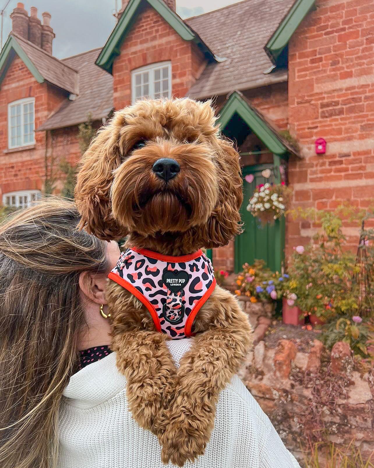 cavapoo dog wearing orange leopard print adjustable dog harness