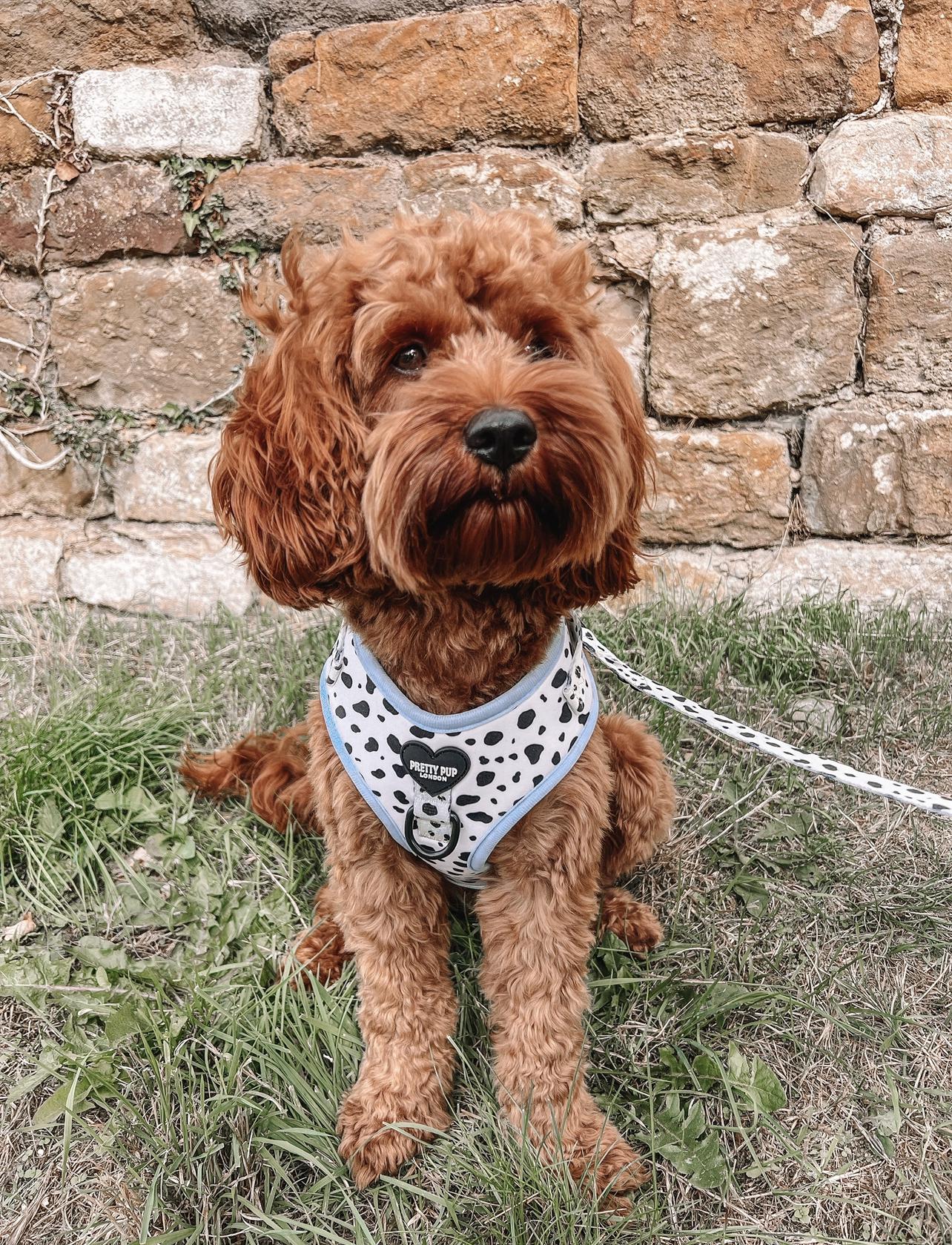 Cavapoo harness outlet