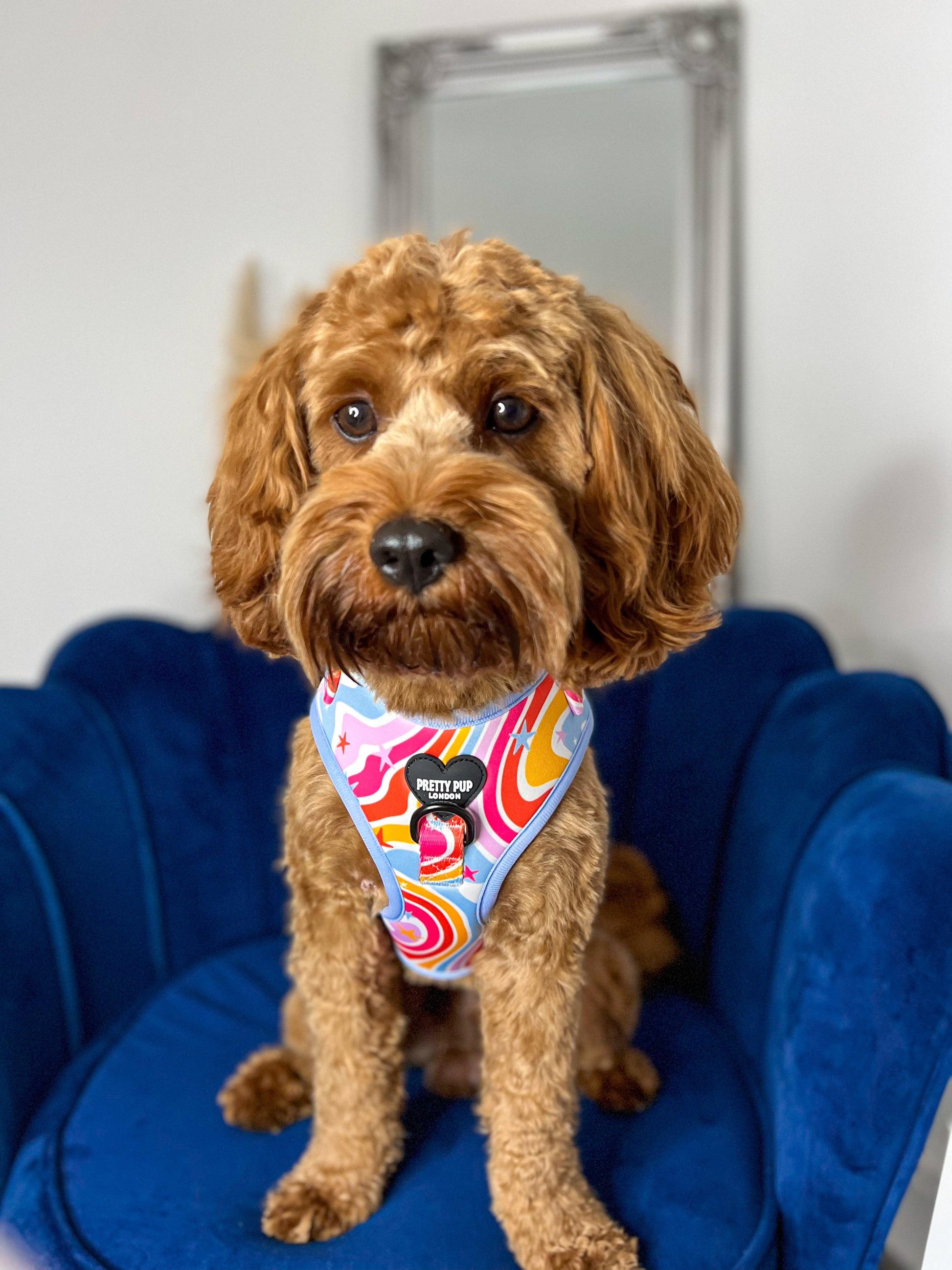 cavapoo dog wearing a rainbow dog harness whilst sat on chair