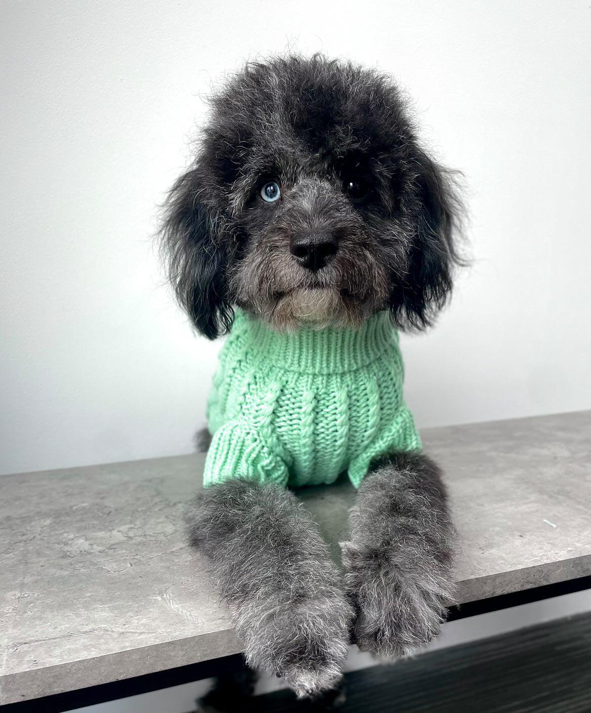 cavapoochon wearing cable knit dog jumper in pale green by pretty pup london