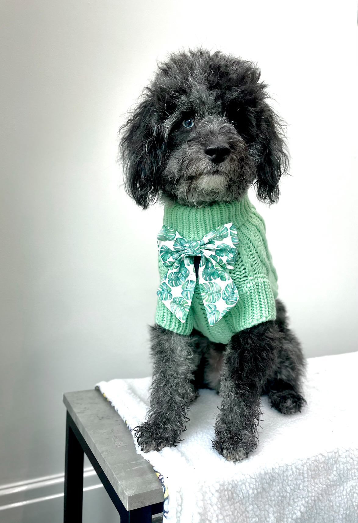 cavapoochon wearing green dog jumper by pretty pup london