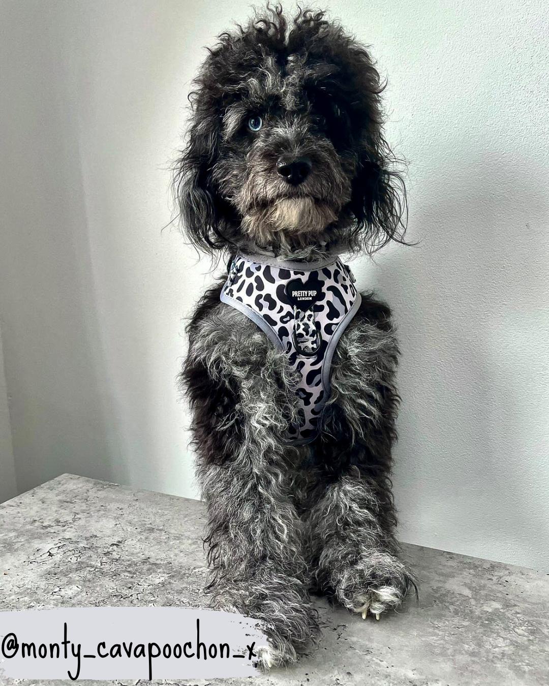 cavapoochon dog wearing a leopard print adjustable dog harness