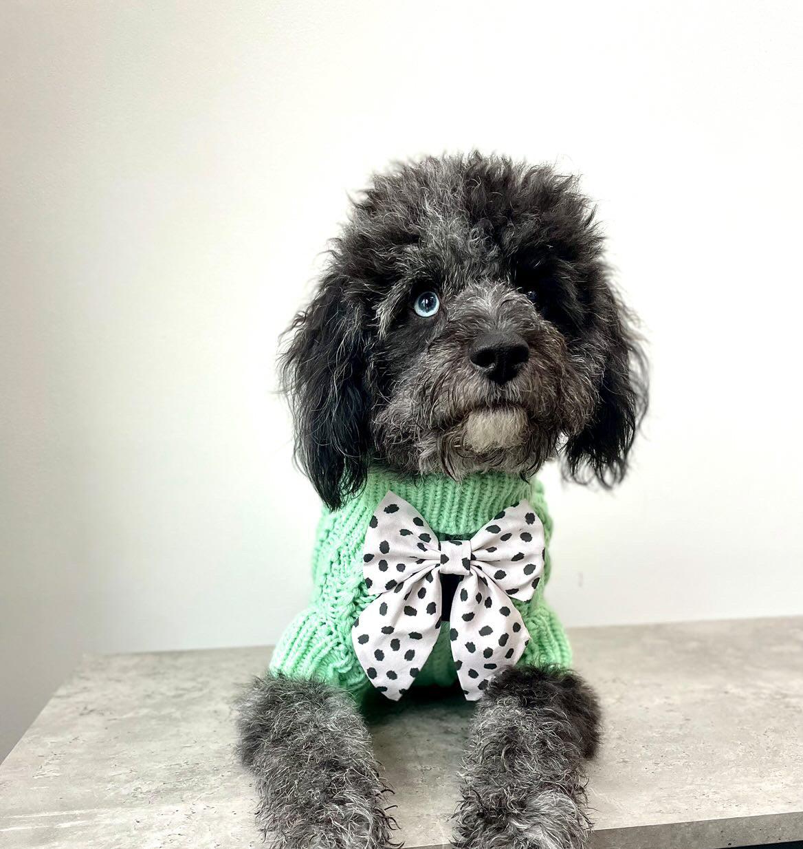 green cable knit dog jumper worn by cavapoochon dog