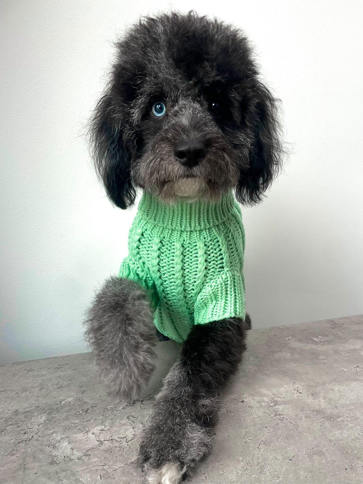 merle cavapoochon wearing a green cable knit dog jumper 