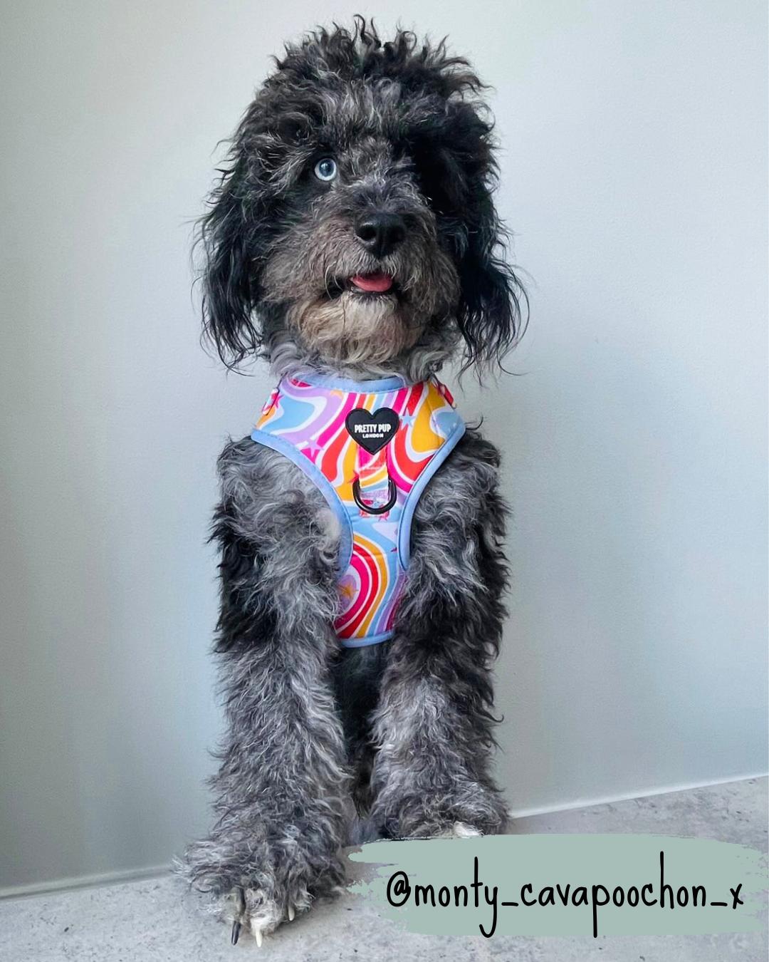 cavapoochon dog wearing rainbow adjustable dog harness