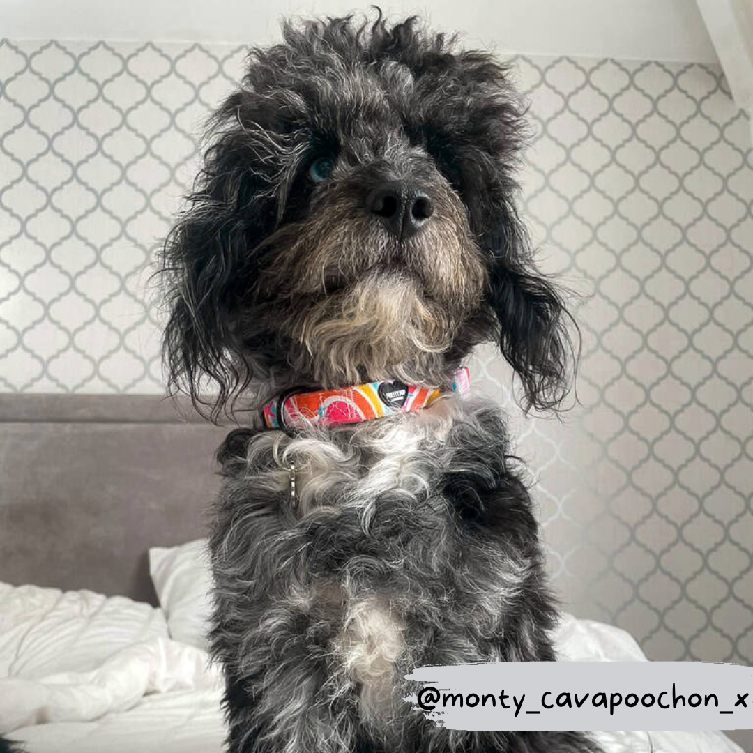 rainbow adjustable dog collar worn by merle cavapoochon