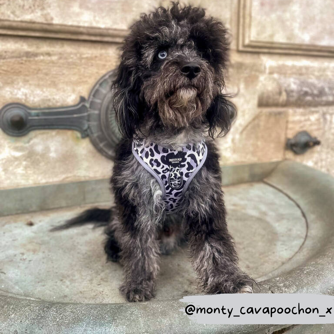 grey leopard print adjustable dog harness being worn by a cavapoochon dog