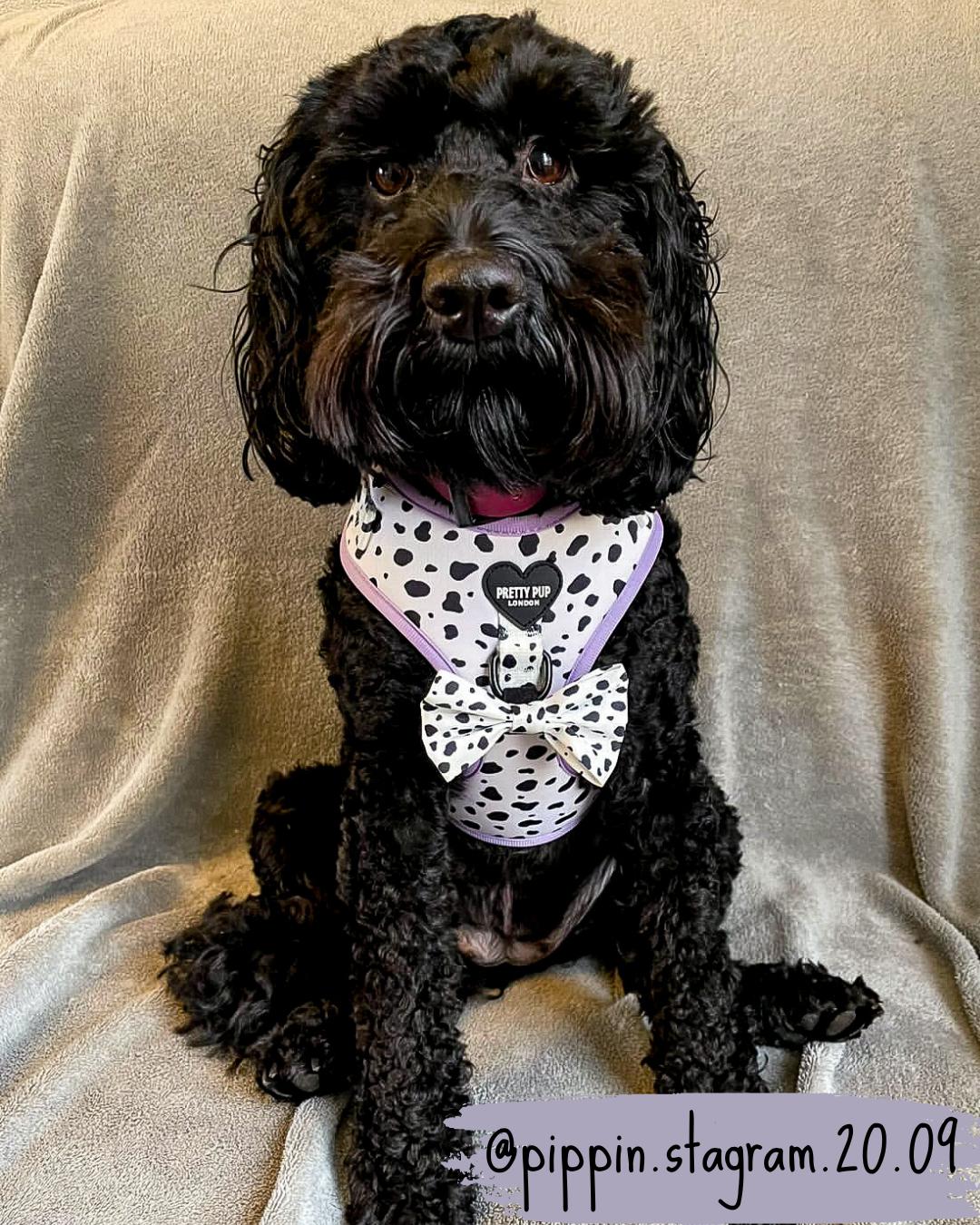 dalmatian print dog bow tie being worn by a black cockapoo