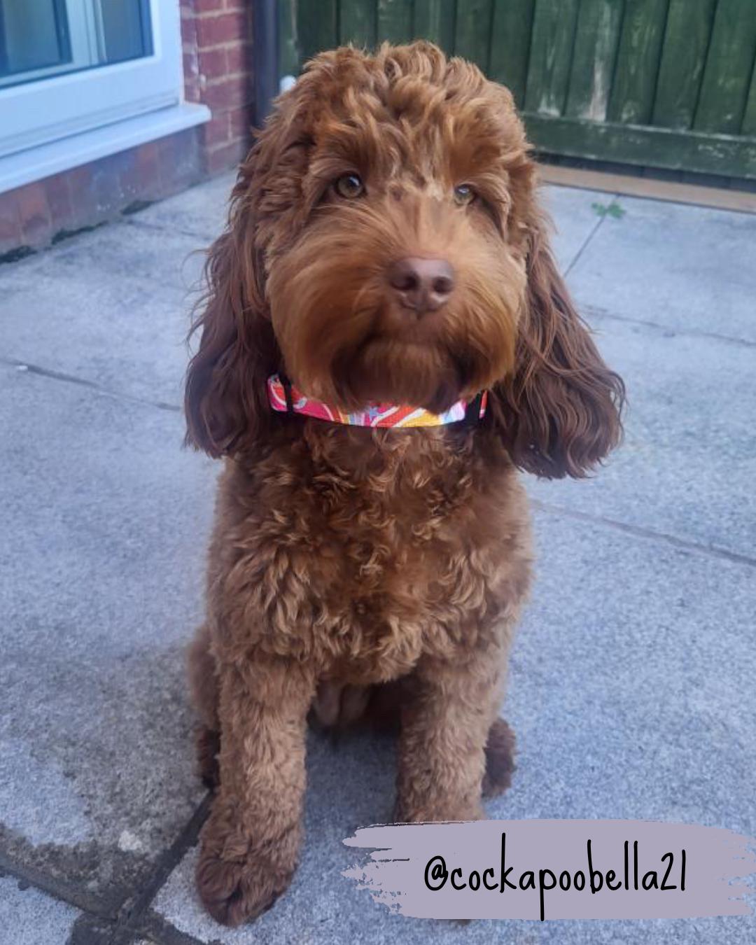 rainbow designer dog collar being worn by a cockapoo dog