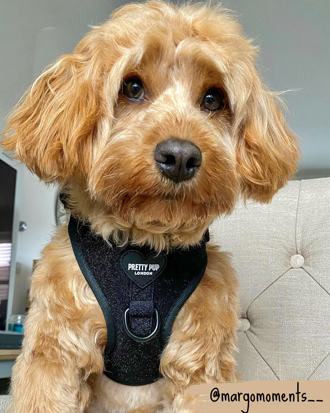 cockapoo wearing a glitter dog harness