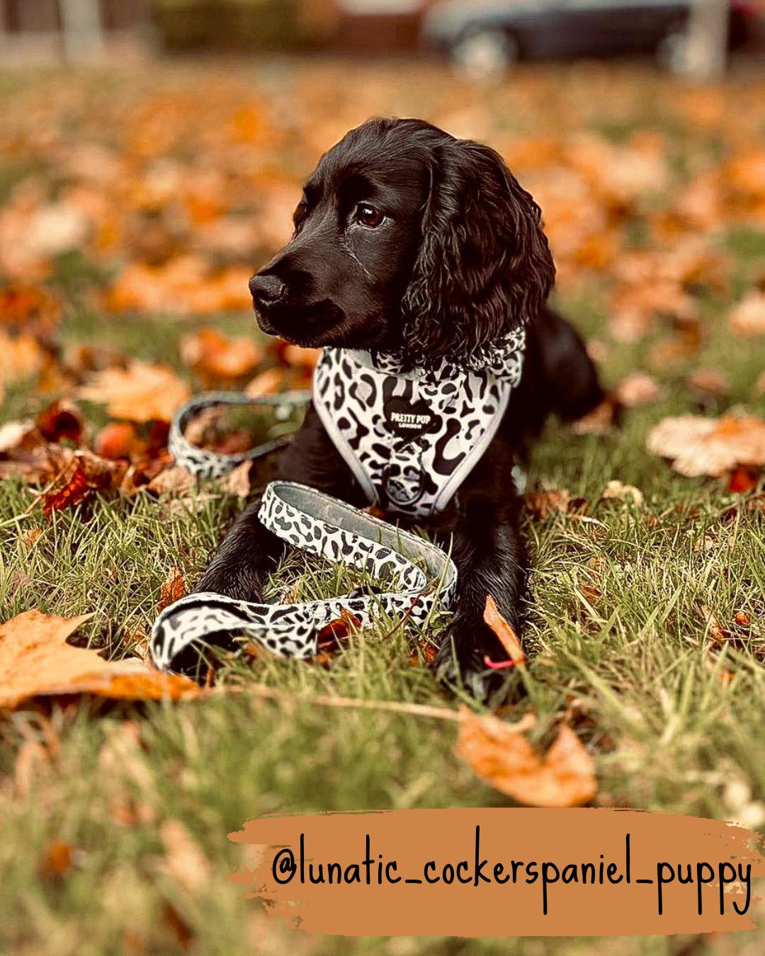 leopard print dog bow tie collar worn by black cocker spaniel dog