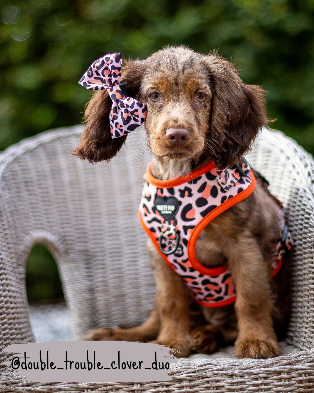 leopard print dog bow worn in hair of cocker spaniel