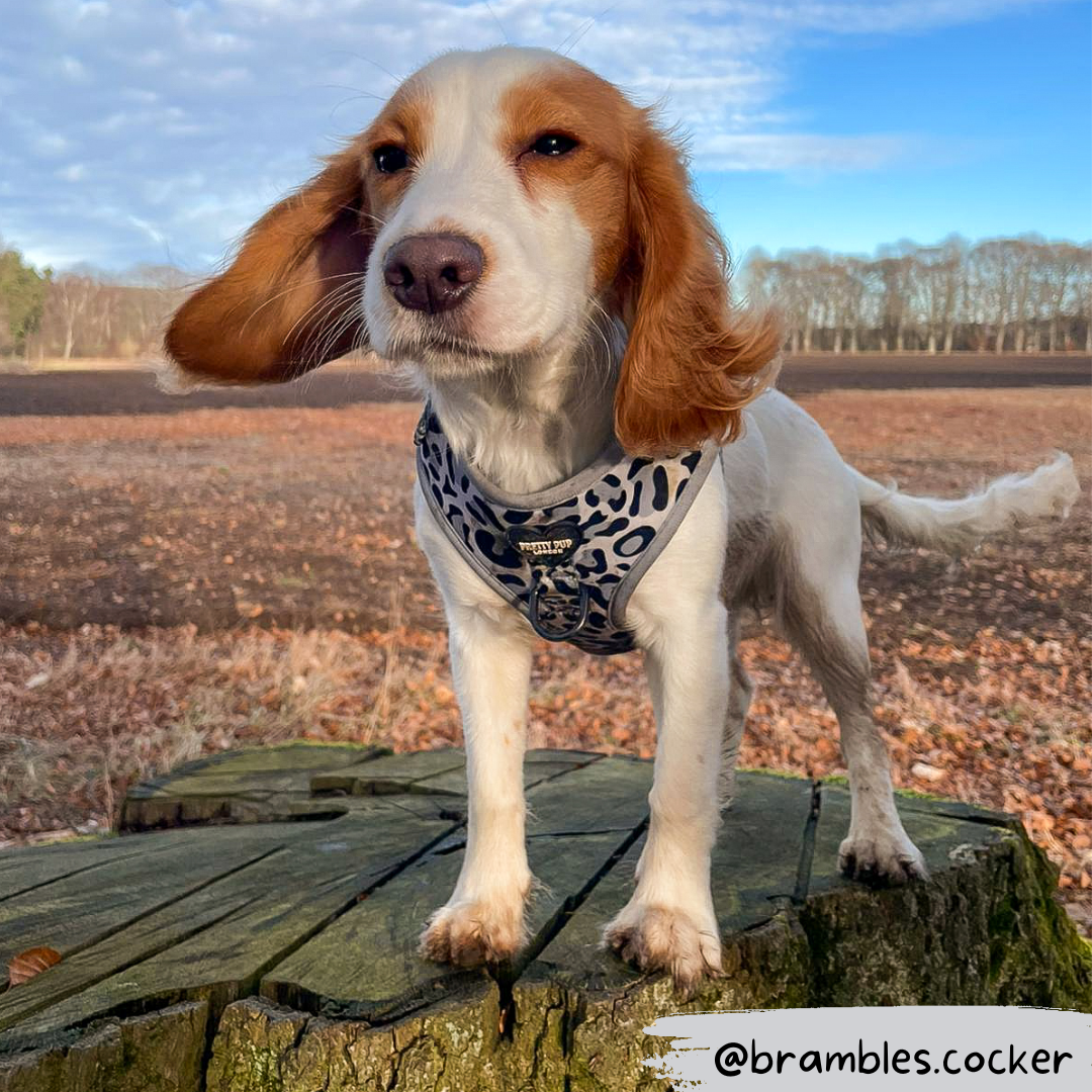 cocker spaniel wearing adjustable dog harness in grey leopard print