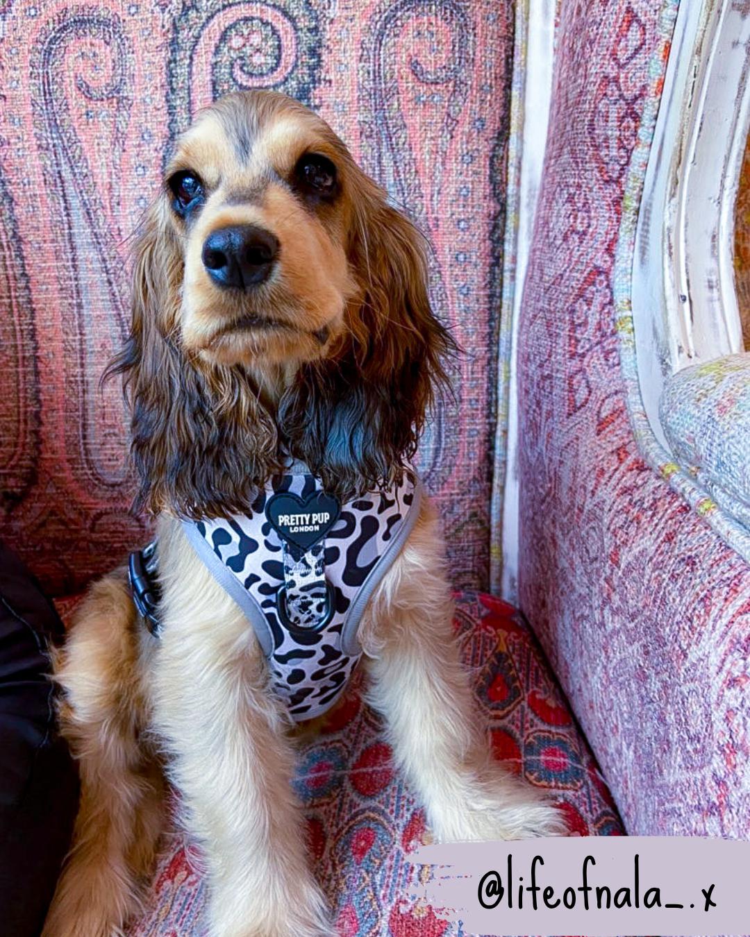 cocker spaniel wearing a leopard print dog harness