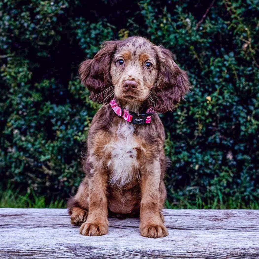 pink adjustable puppy collar being worn by cocker spaniel puppy