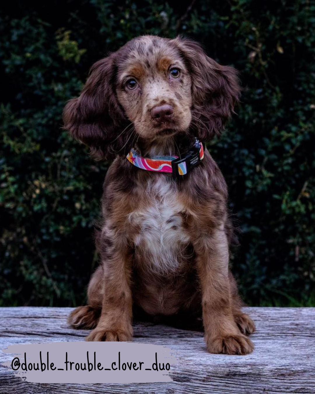 rainbow adjustable puppy collar being worn by a cocker spaniel puppy