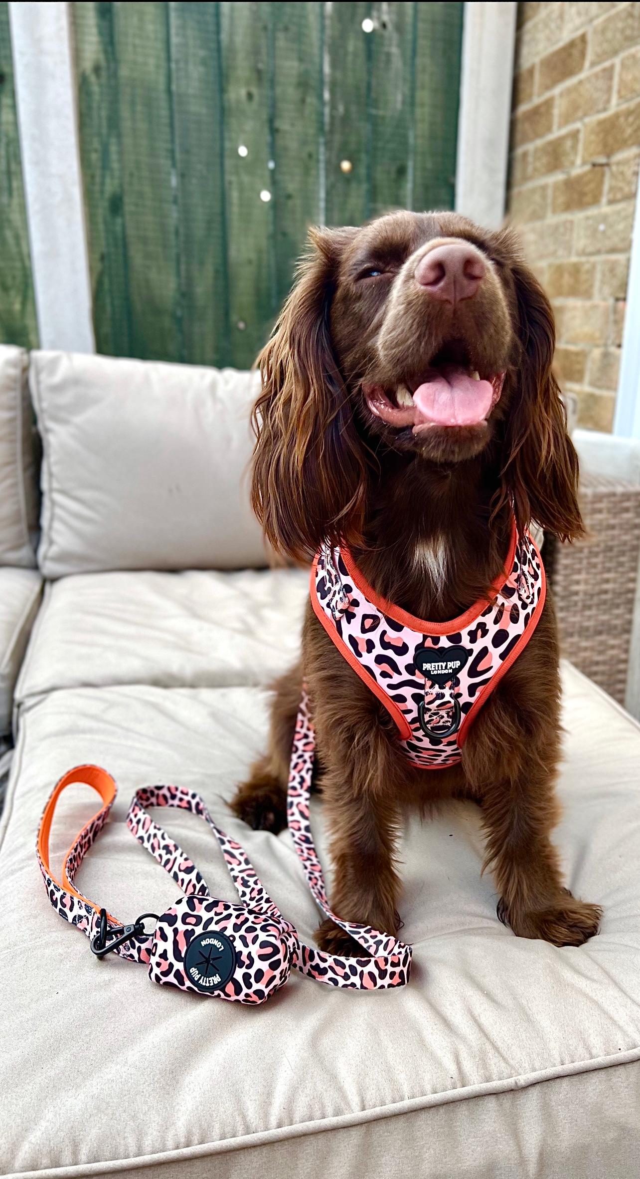 cocker spaniel clipped to orange dog lead and dog poo bag dispenser