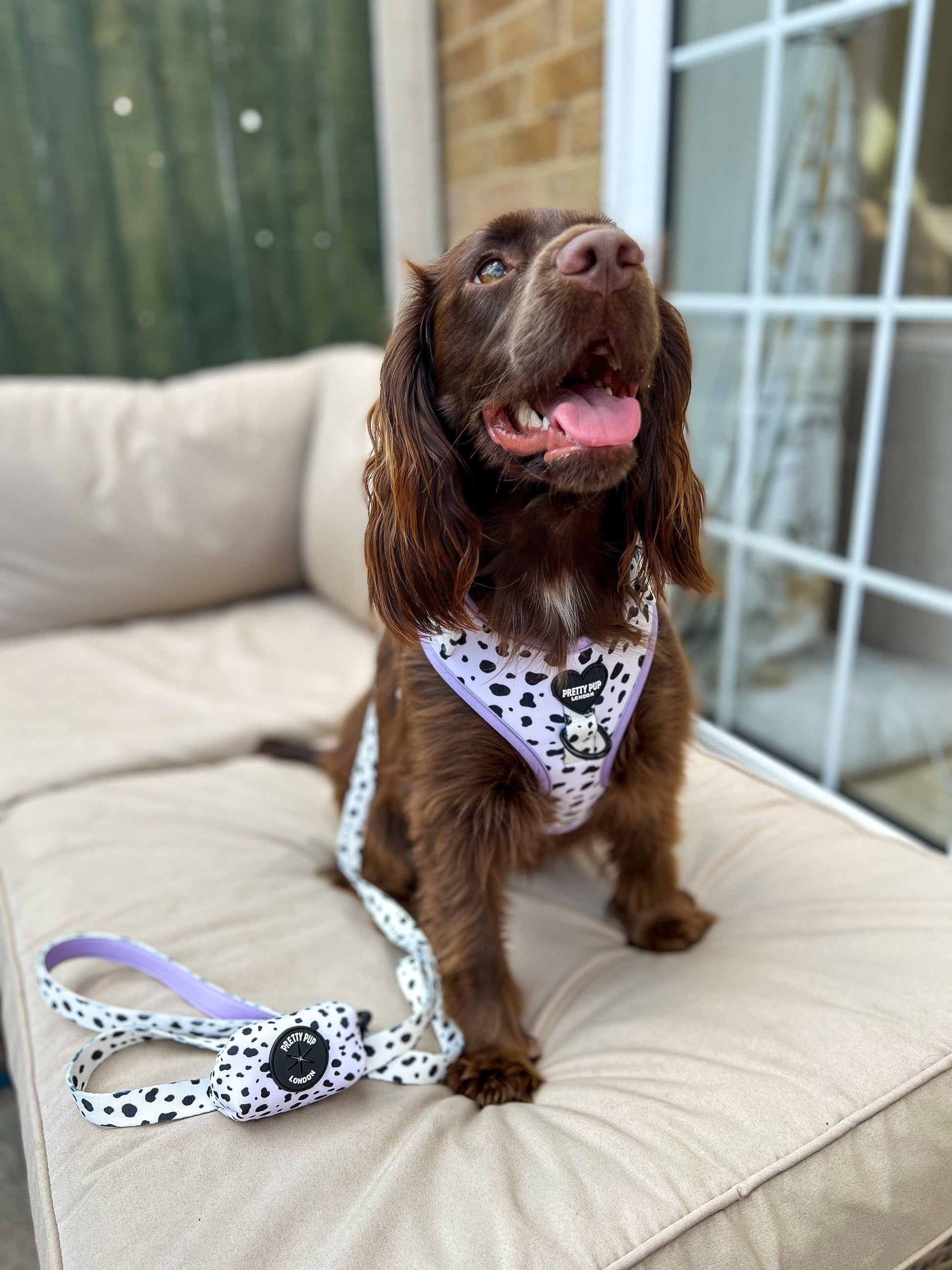 cocker spaniel wearing dalmatian print designer dog lead