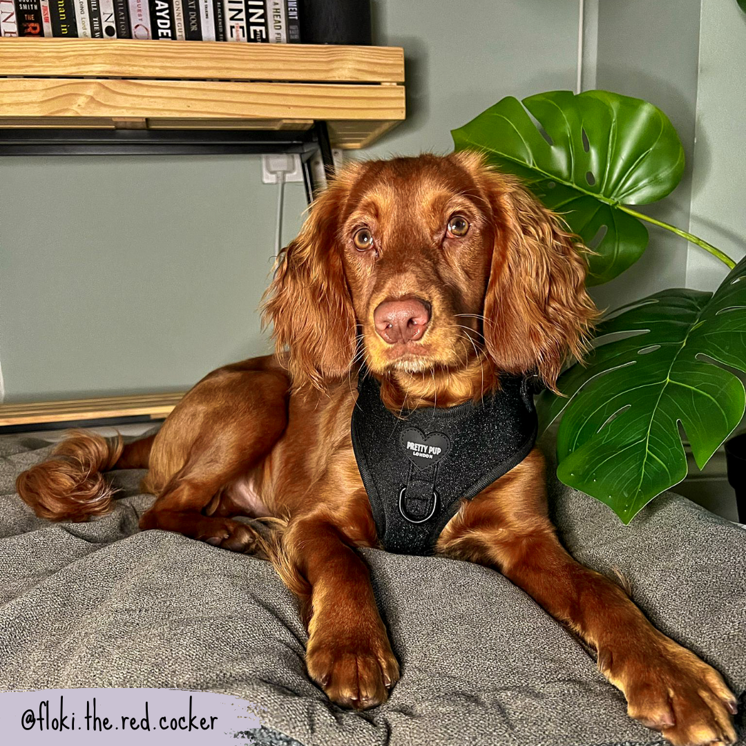 cocker spaniel wearing glitter dog harness