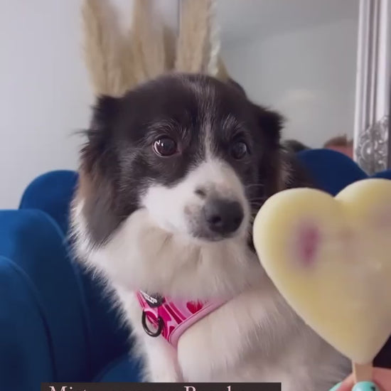 border collie wearing pink adjustable dog harness whilst licking an ice lolly