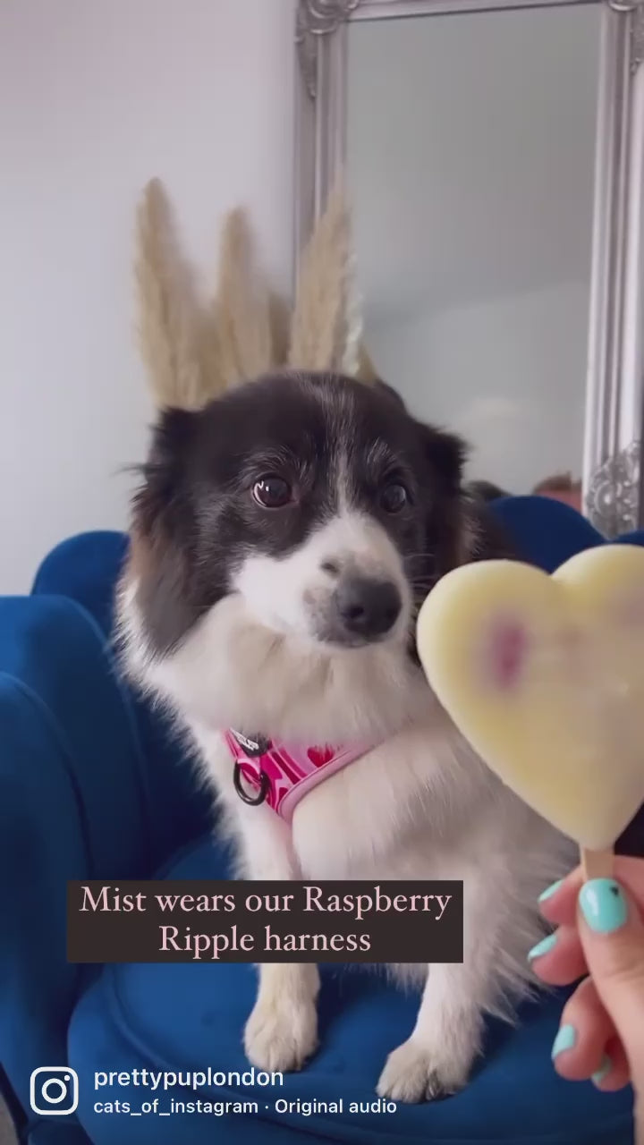 border collie wearing pink adjustable dog harness whilst licking an ice lolly