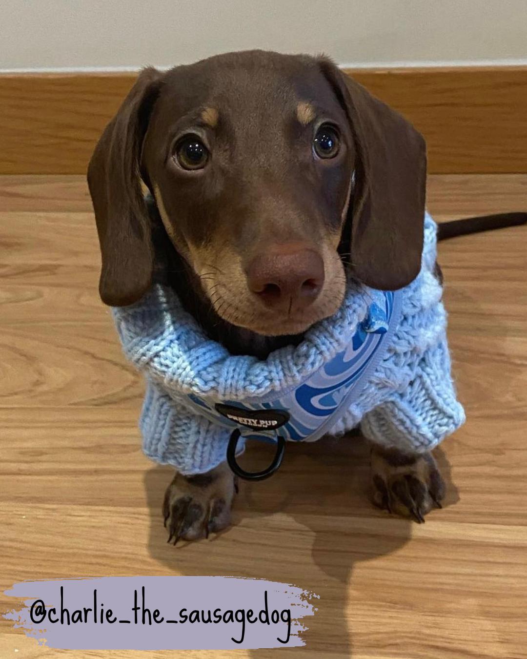 dachshund wearing a blue adjustable dog harness over a light blue cable knit jumper