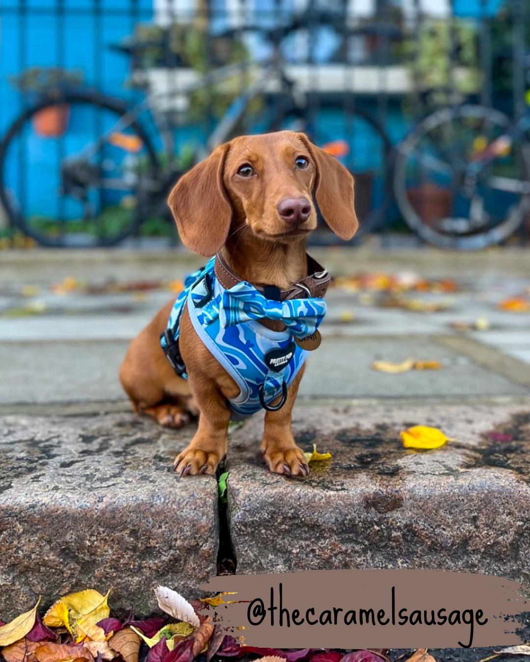 dachshund wearing a blue adjustable dog harness whilst sat on a street in london