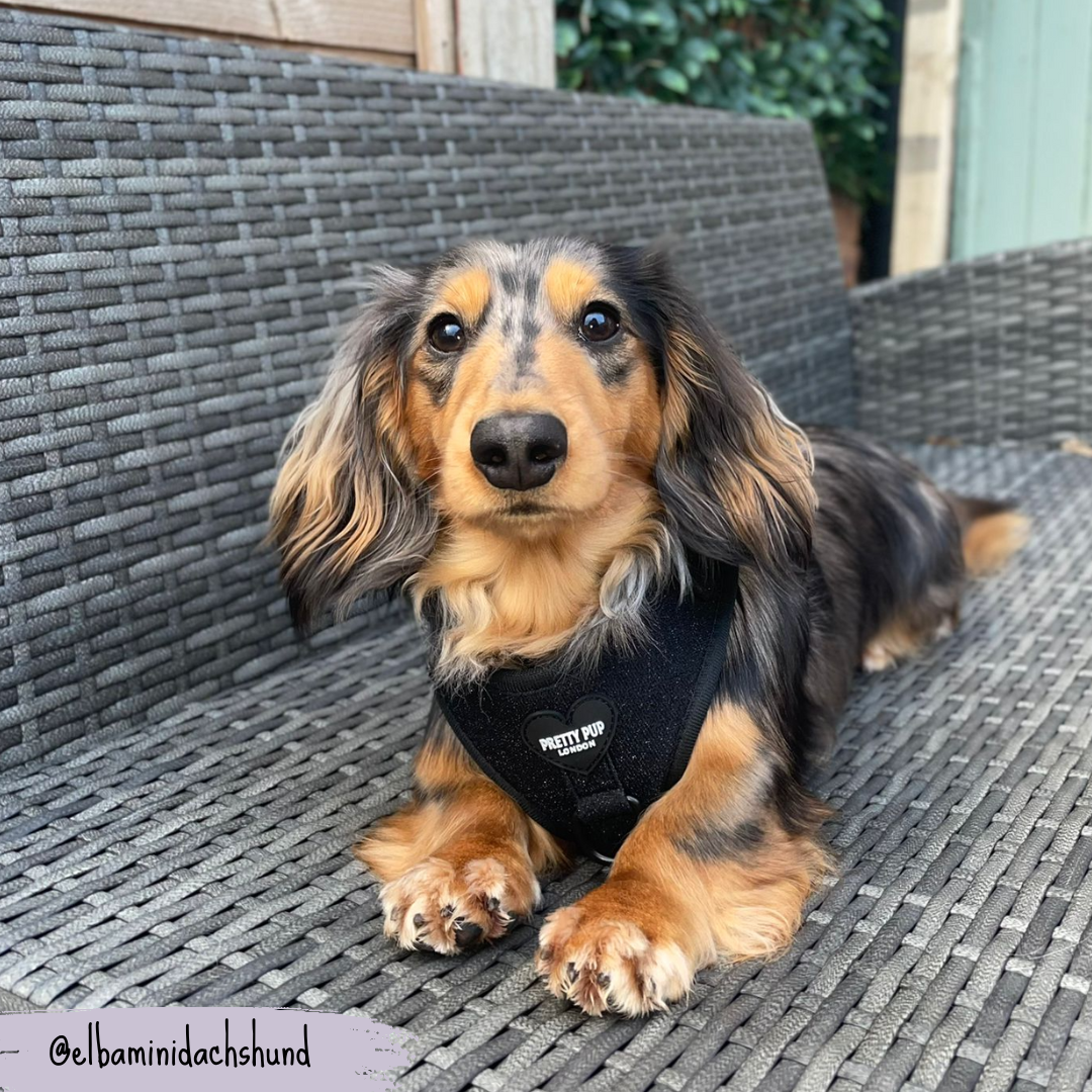 dachshund dog  lying down and wearing glitter dog harness