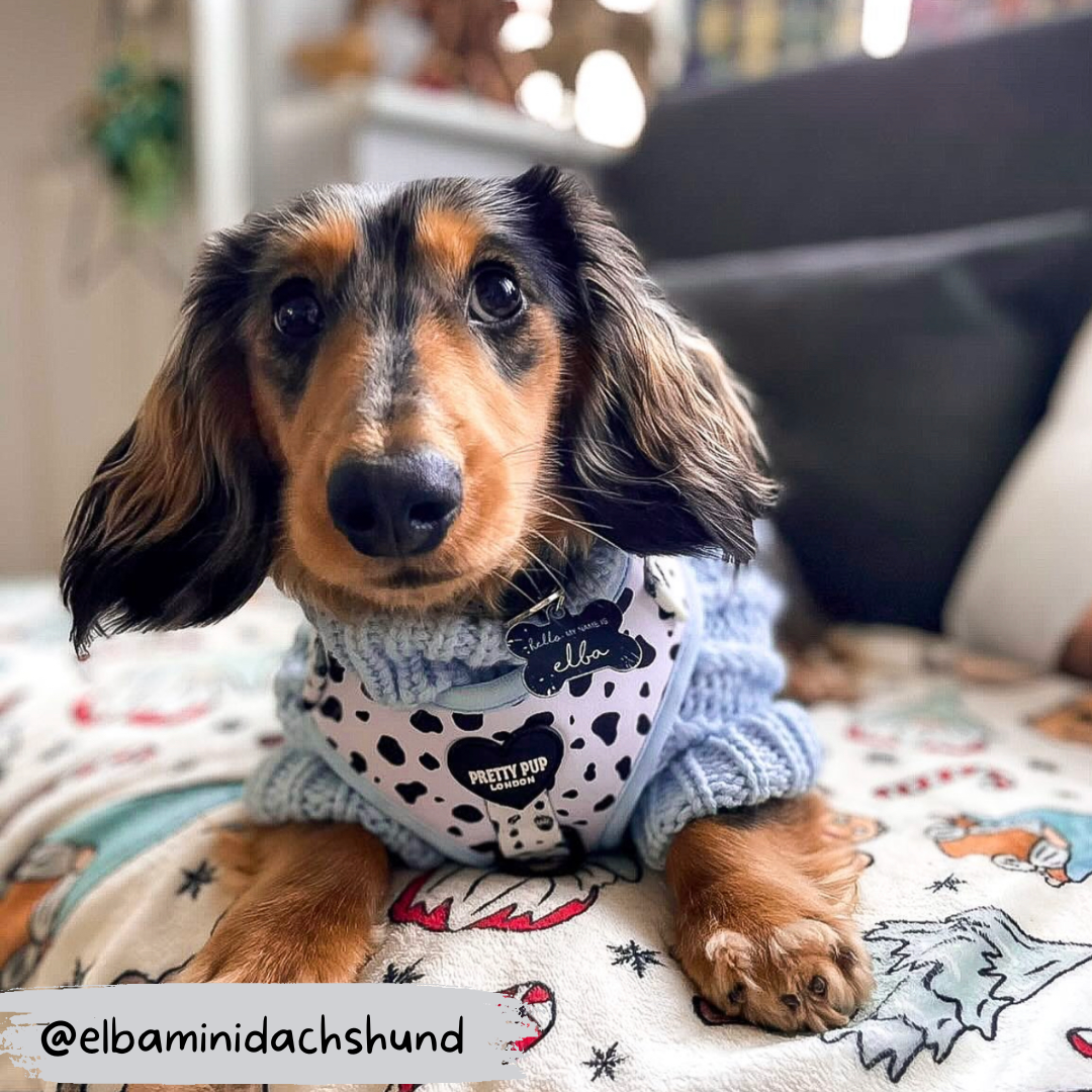 dachshund wearing blue cable knit dog jumper underneath adjustable dog harness