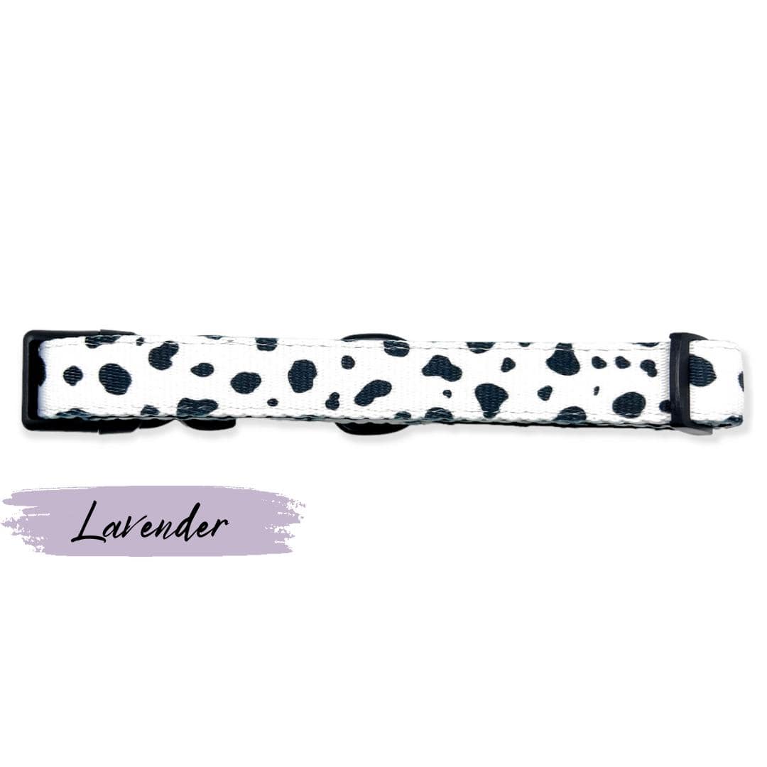 purple dalmatian spots dog collar