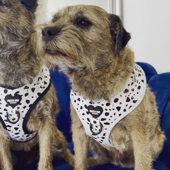 two border terriers wearing adjustable dog harnesses in dalmatian print