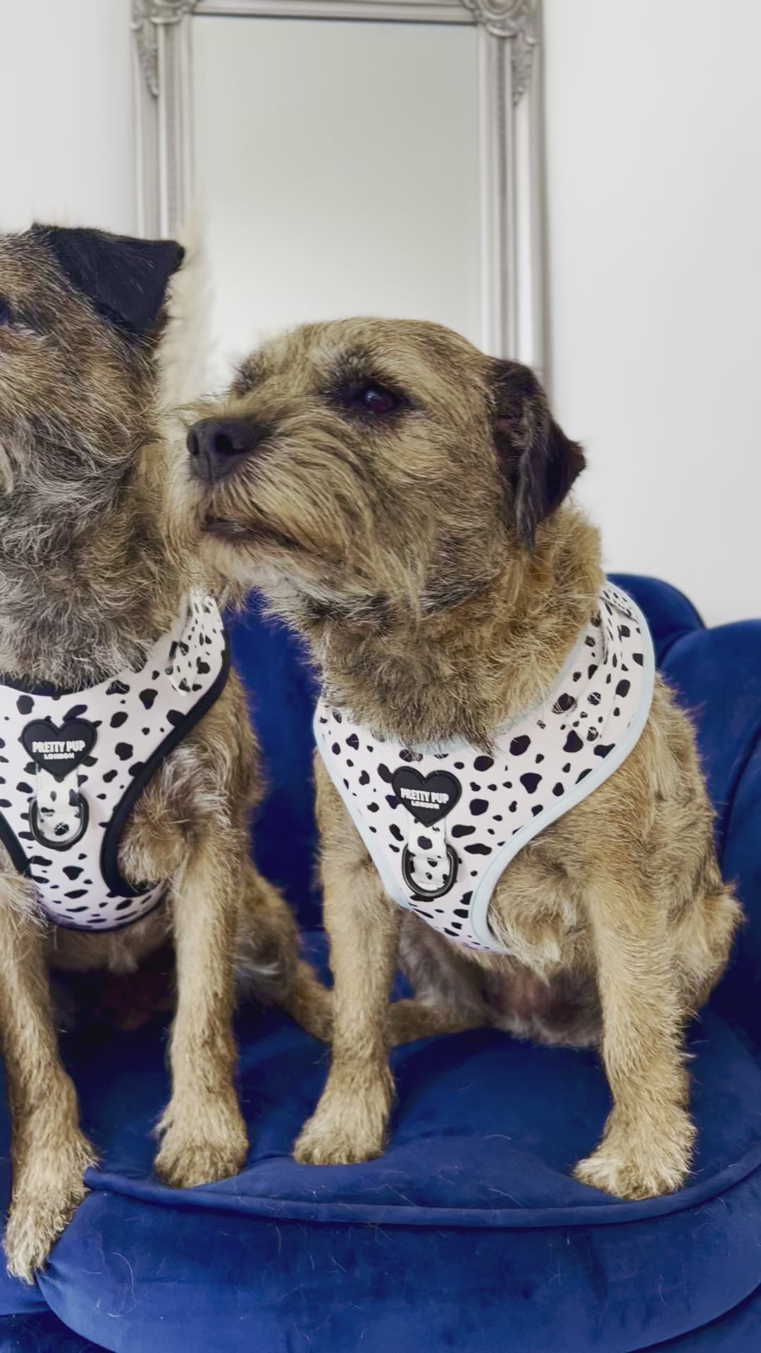 two border terriers wearing adjustable dog harnesses in dalmatian print