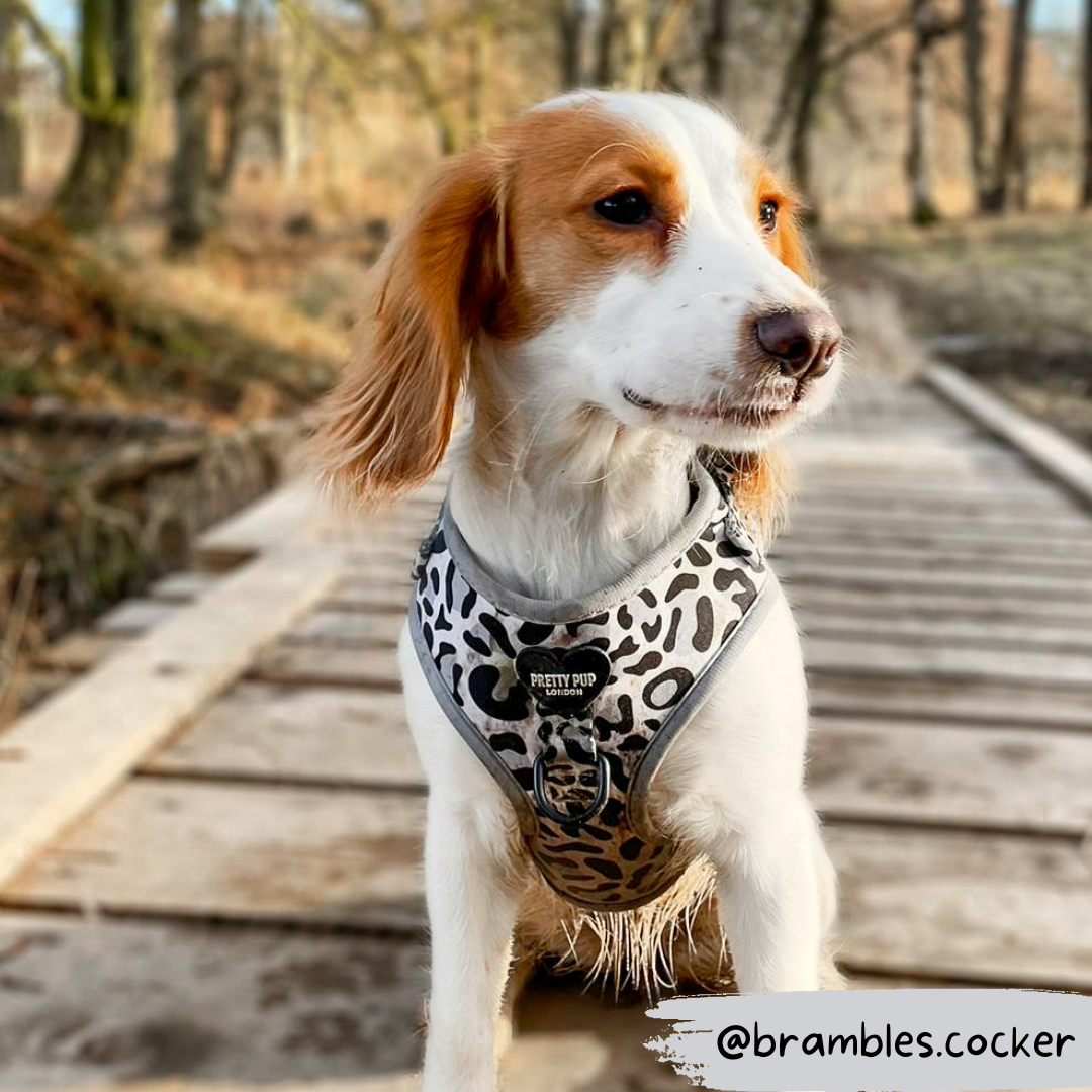 dog wearing adjustable dog harness in leopard print grey