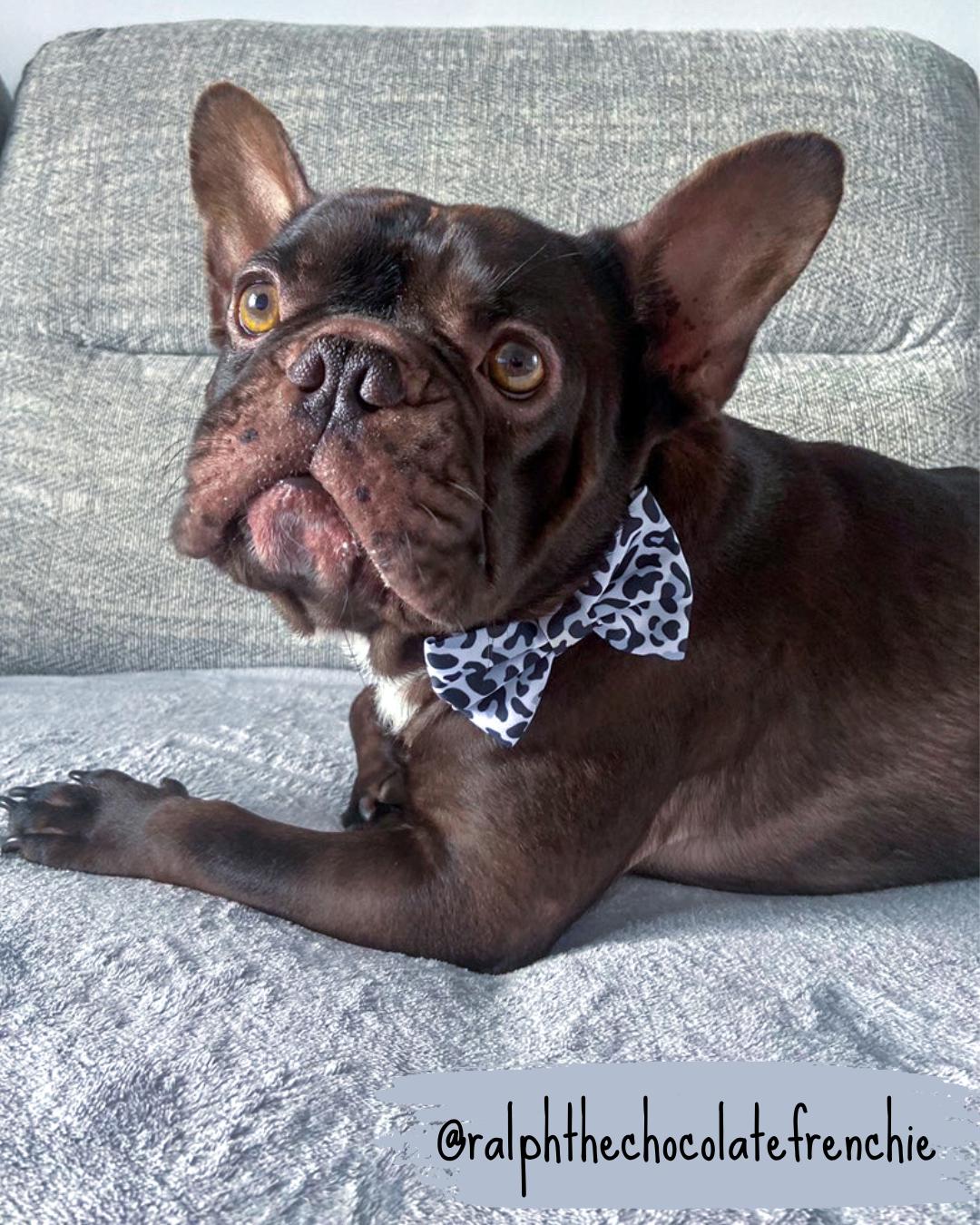 leopard print dog bow tie collar worn by french bulldog