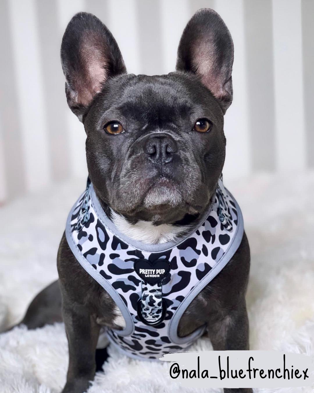 french bulldog wearing a leopard print adjustable dog harness