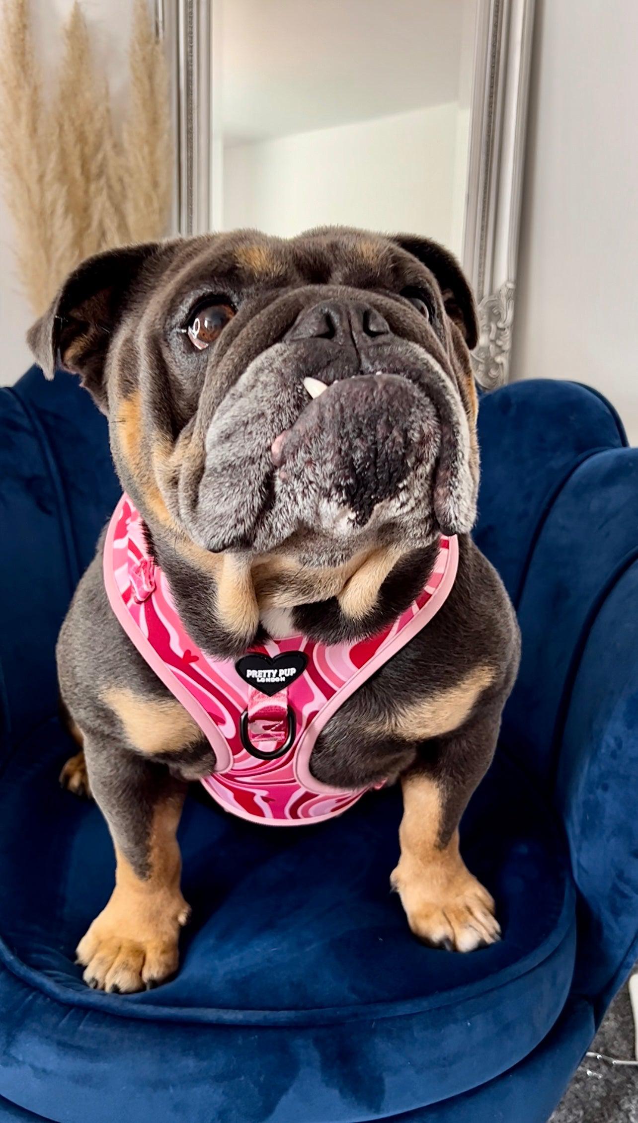 english bulldog wearing a light pink adjustable dog harness