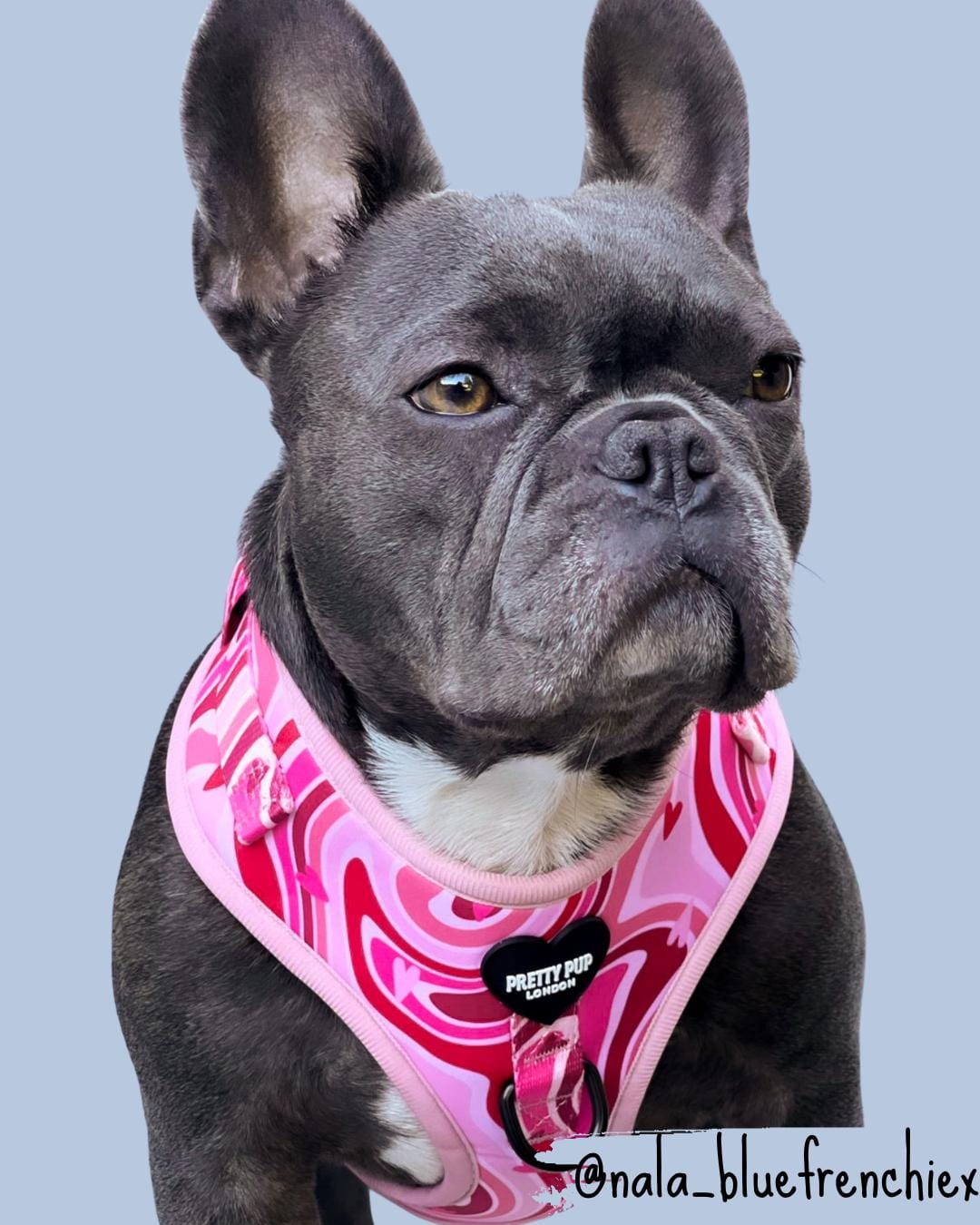 french bulldog wearing a pastel pink designer dog harness