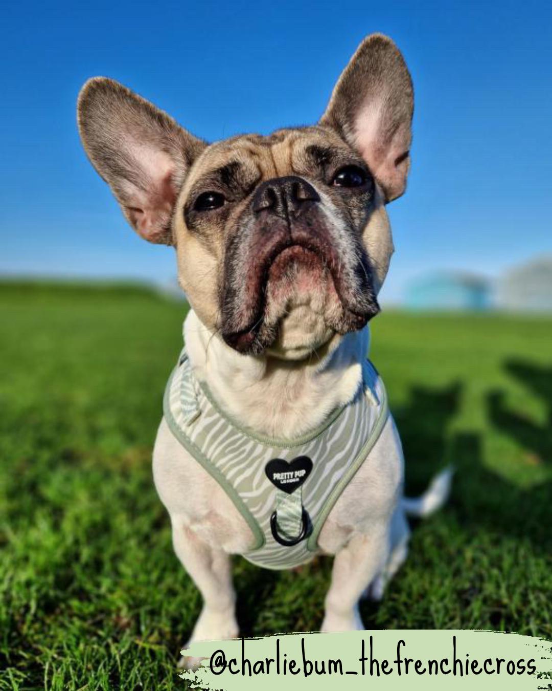 french bulldog wearing a green zebra print adjustable dog harness