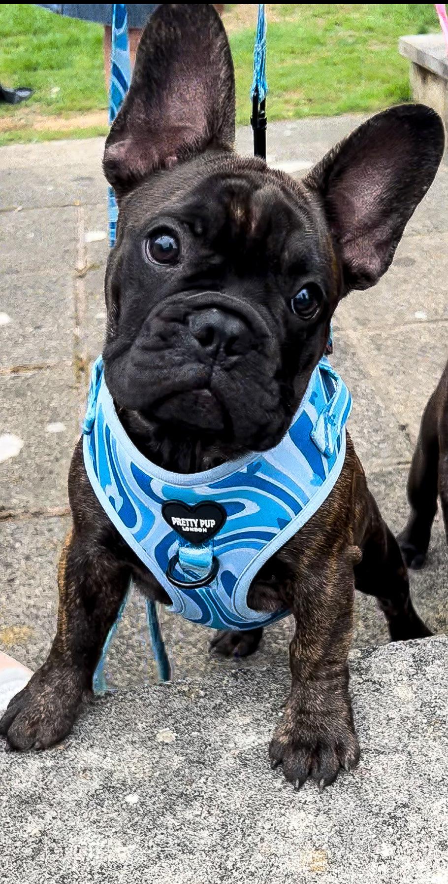 french bulldog puppy wearing a blue adjustable puppy harness by pretty pup london