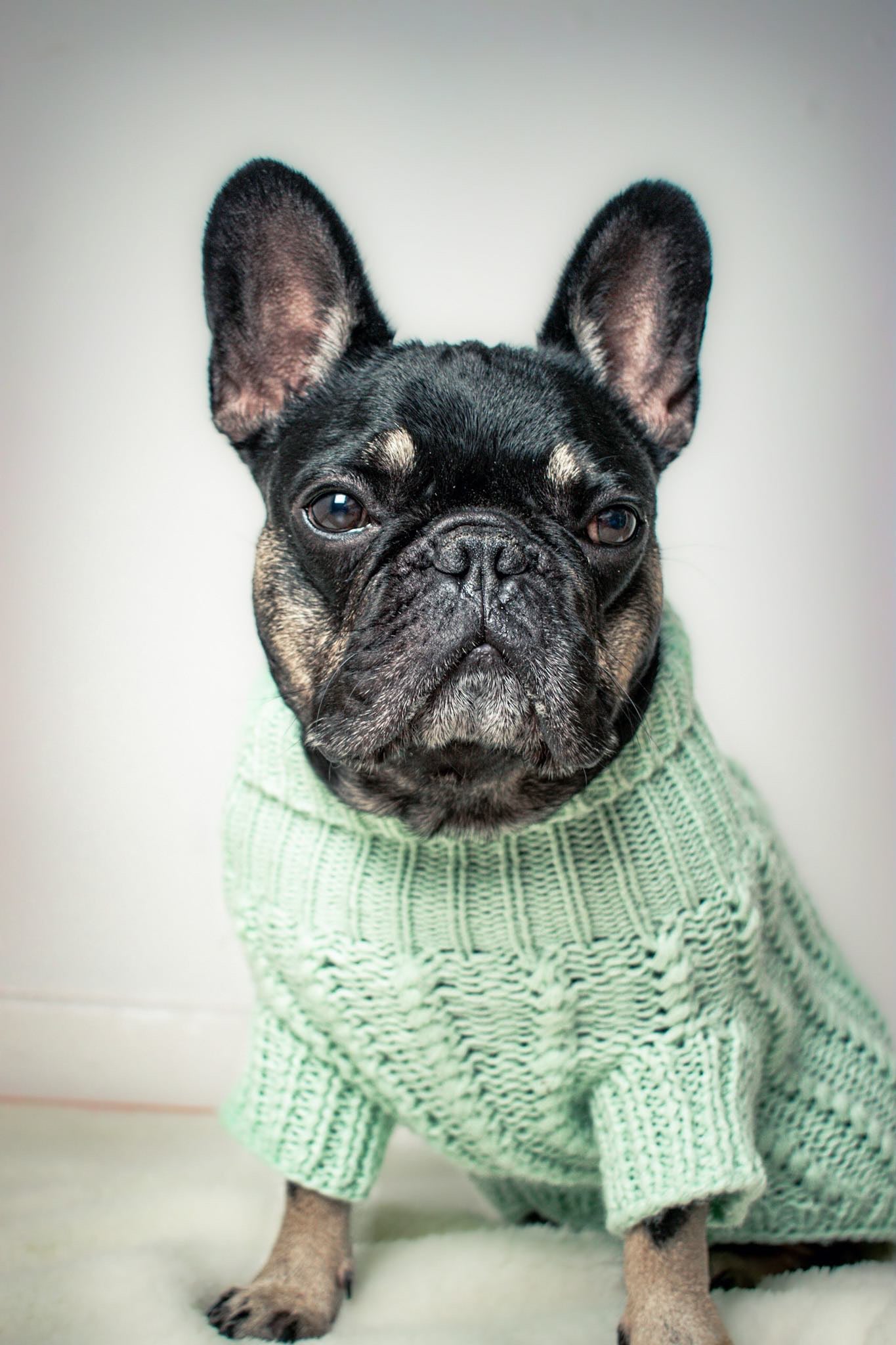 green cable knit dog jumper worn by french bulldog