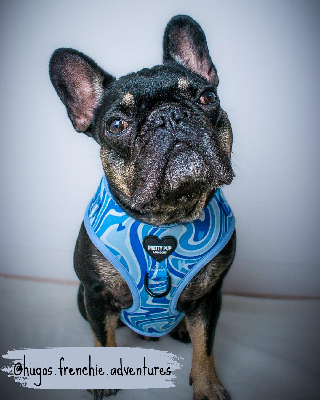 frenchie wearing a blue adjustable dog harness