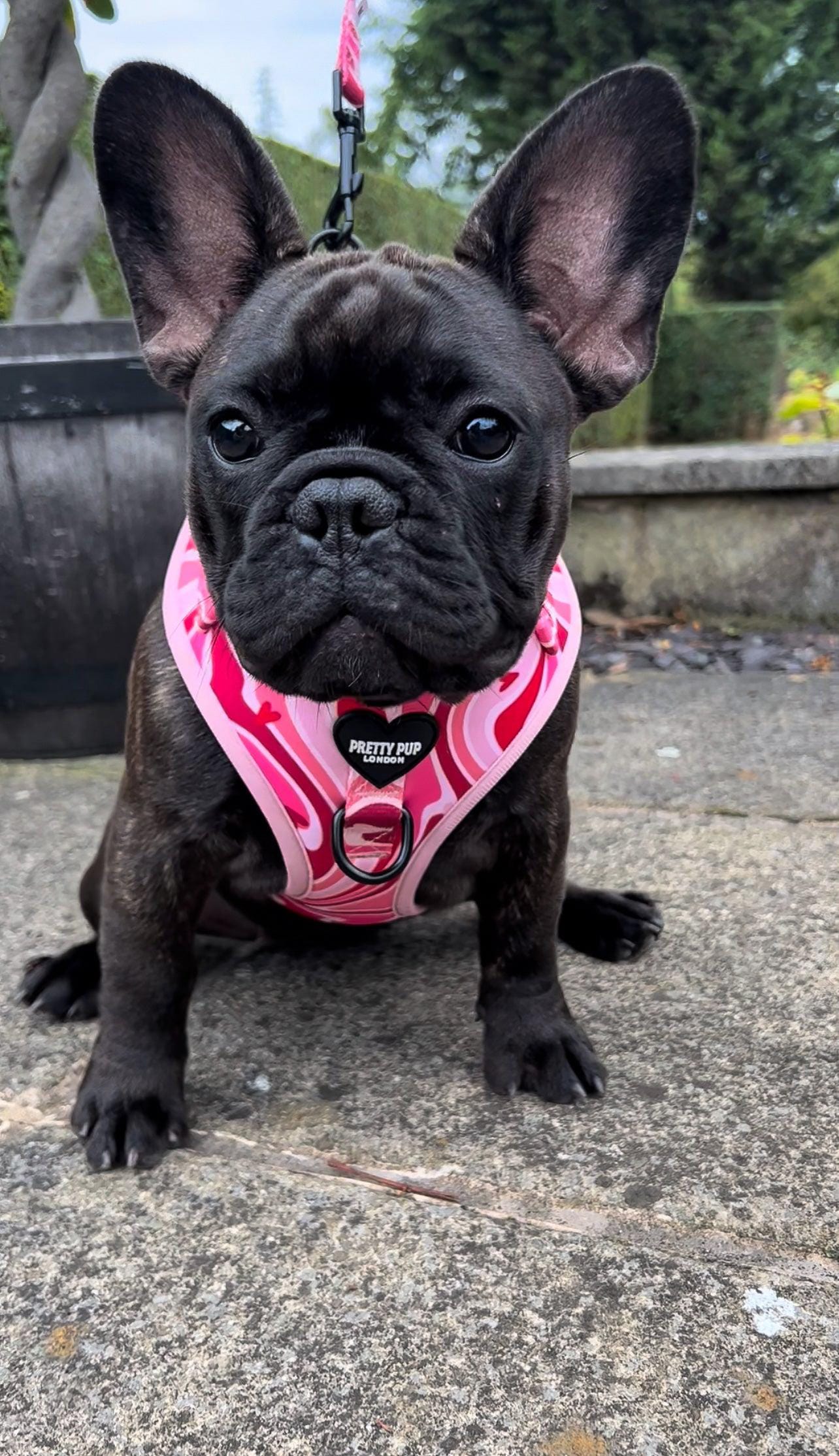 french bulldog puppy wearing a light pink adjustable dog harness